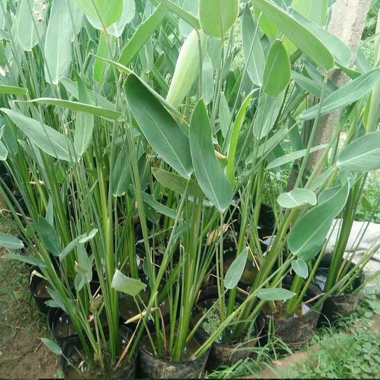 再力花批发水生植物再力花杯苗挺水植物再力花