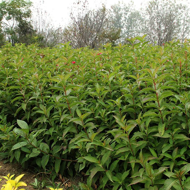 铁岭 红王子锦带 红王子锦带绿篱苗 常用解决方案