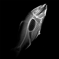 动物dr检查 宠物dr设备 宠物DR经销 国产宠物dr