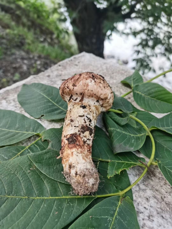 联系方式品牌春华品种松茸种类野生菌等级一级种植方式野生单个重量0