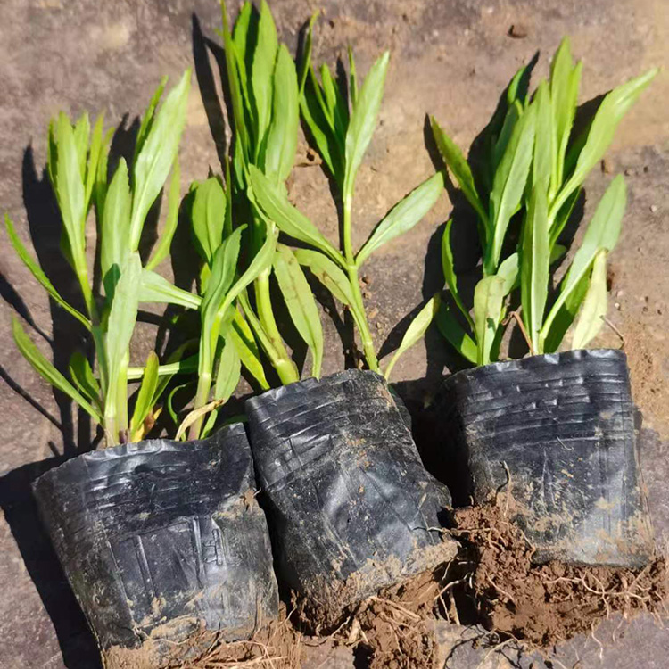 昌兴供应假龙头假龙头小苗好养活欢迎电联