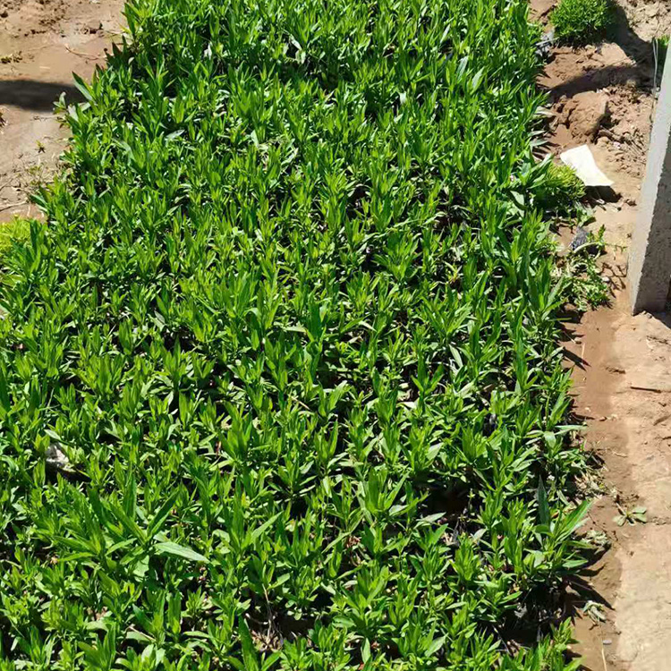 昌兴供应假龙头假龙头小苗好养活欢迎电联