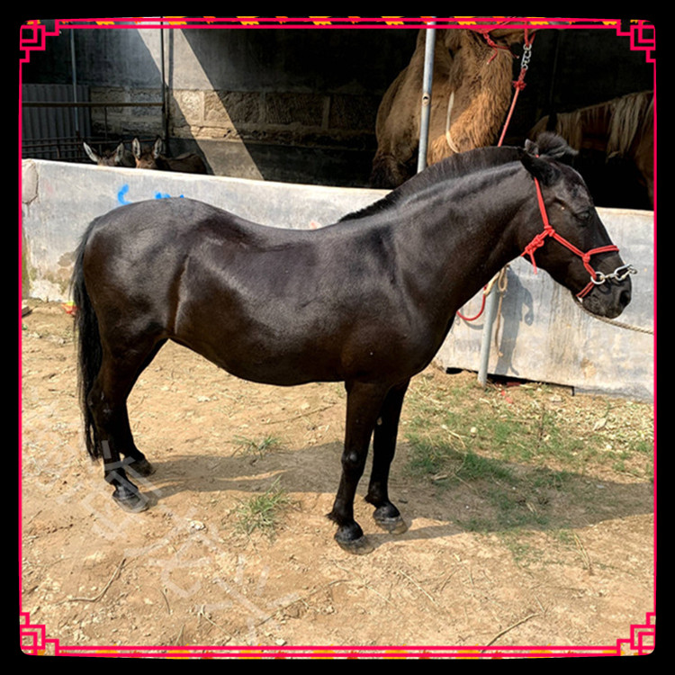 pony矮马出售价格批发5岁肩高120cm俱乐部调教骑乘马