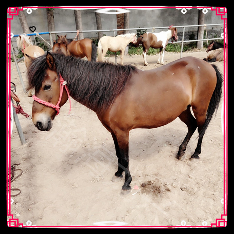 pony矮马骑乘马出售 4岁肩高124cm 老实温顺骑乘马教学马