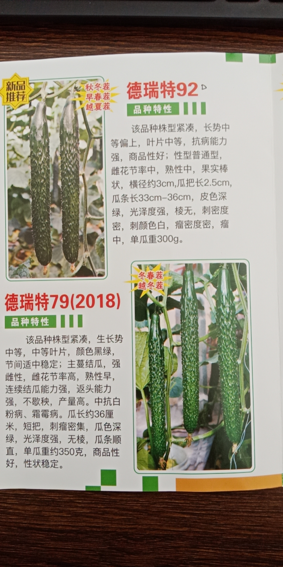 德瑞特90新品种黄瓜种子苗子瓜条整齐顺直产量高天津德瑞特种业