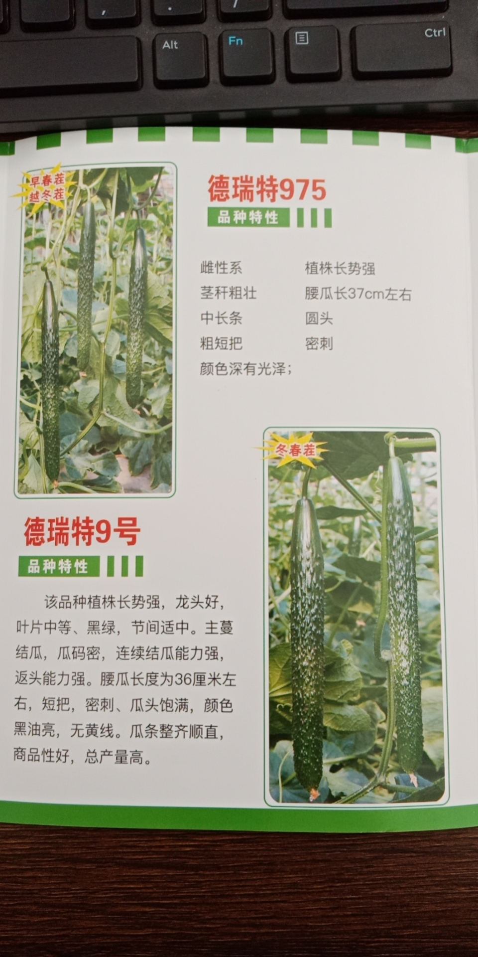 德瑞特90新品种黄瓜种子苗子瓜条整齐顺直产量高天津德瑞特种业