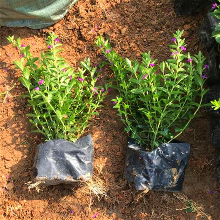 满天星贵州满天星杯苗阳台庭院装饰美化绿植