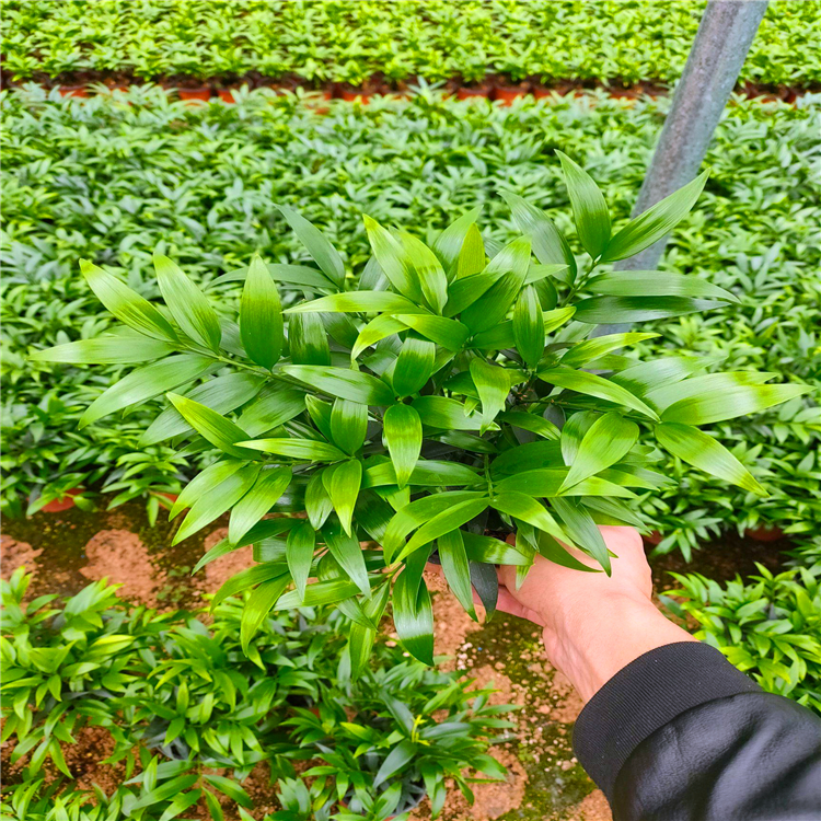 常绿苗木批发湖南竹柏盆栽苗庭院小区常绿风景树