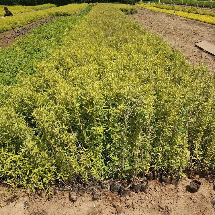 金叶莸昌兴金叶莸基地金叶莸批发致电咨询