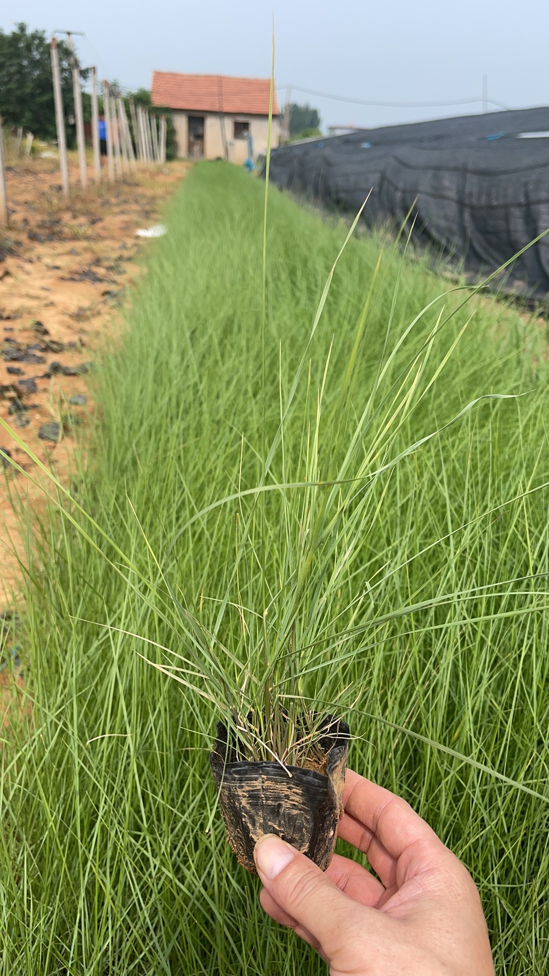 粉黛乱子 粉黛乱子价格 粉黛乱子基地 粉黛乱子批发 粉黛乱子杯苗