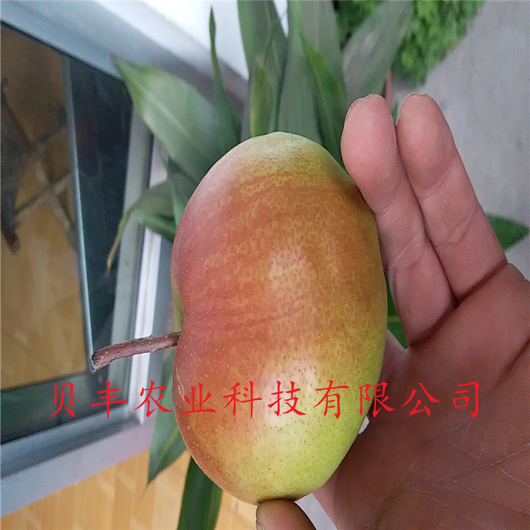 秋月梨树苗哪个品种好 梨树树苗什么品种好