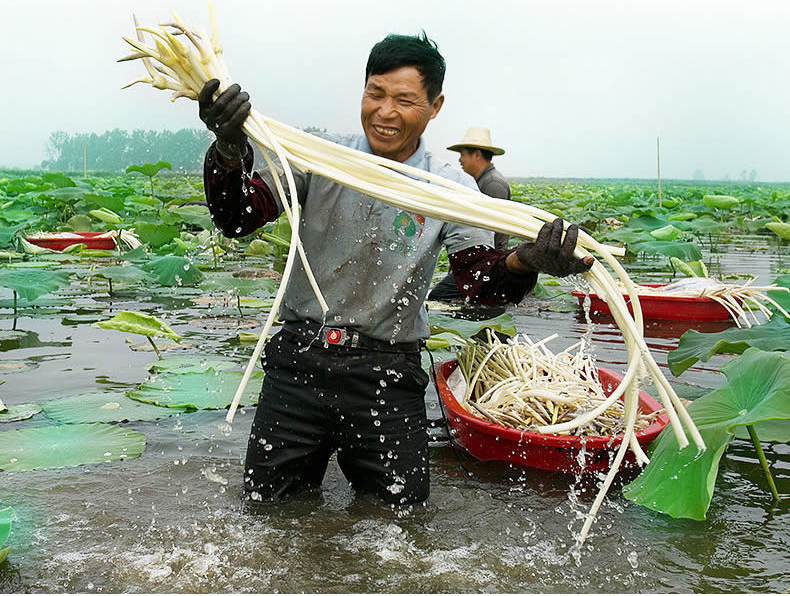 2021年7月有货洪湖新鲜藕尖新鲜藕带藕肠子藕尖莲藕梢子