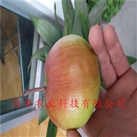 ĸƷֺ ʲôƷֺ