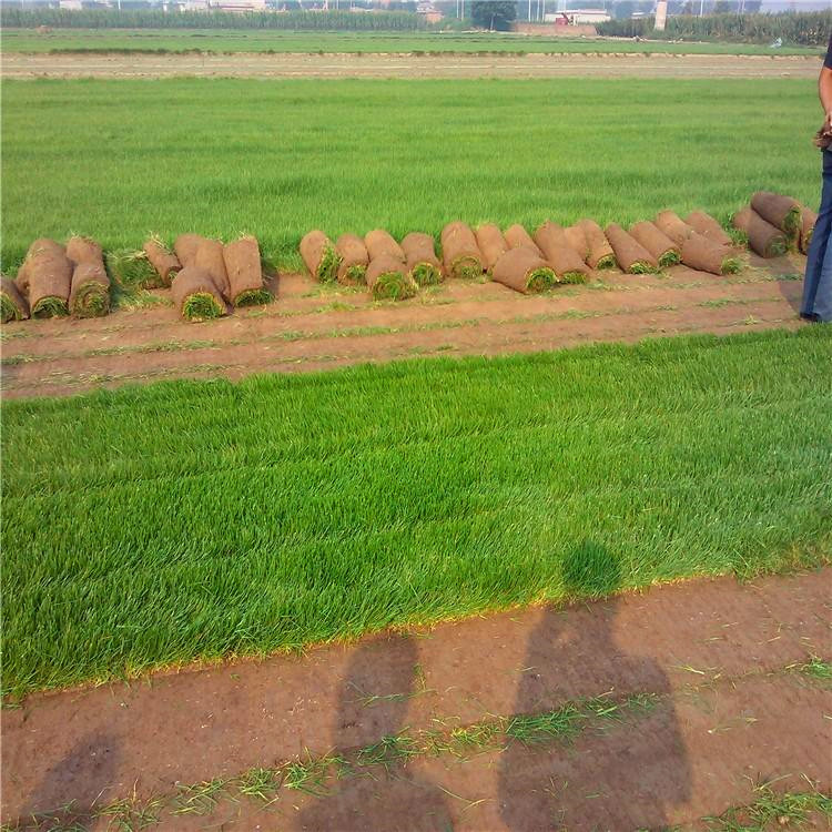 进口狗牙根种子护坡绿化草籽耐践踏狗牙根批发