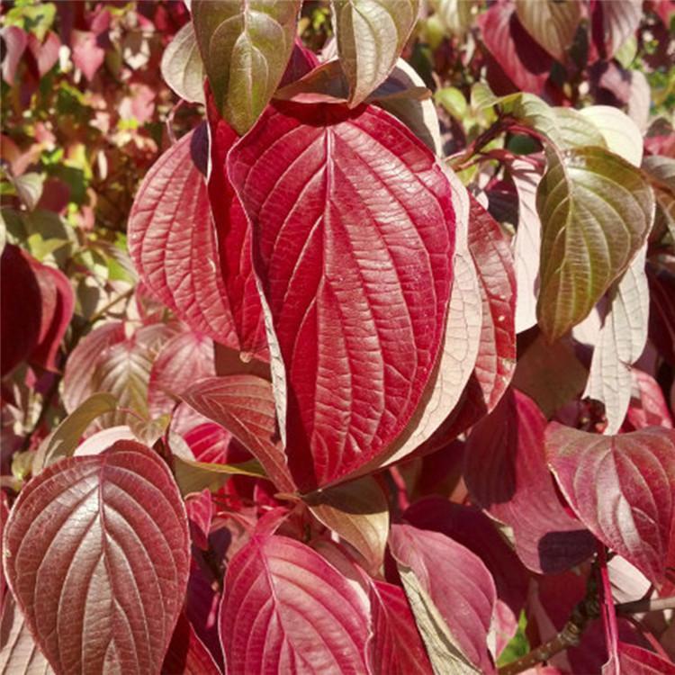 红瑞木绿化灌木批发云泽红瑞木价格青州宿根地被时令草花基地