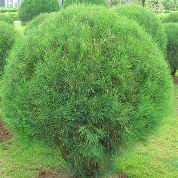 供应木麻黄球 云南木麻黄树苗 自家货源 无中介