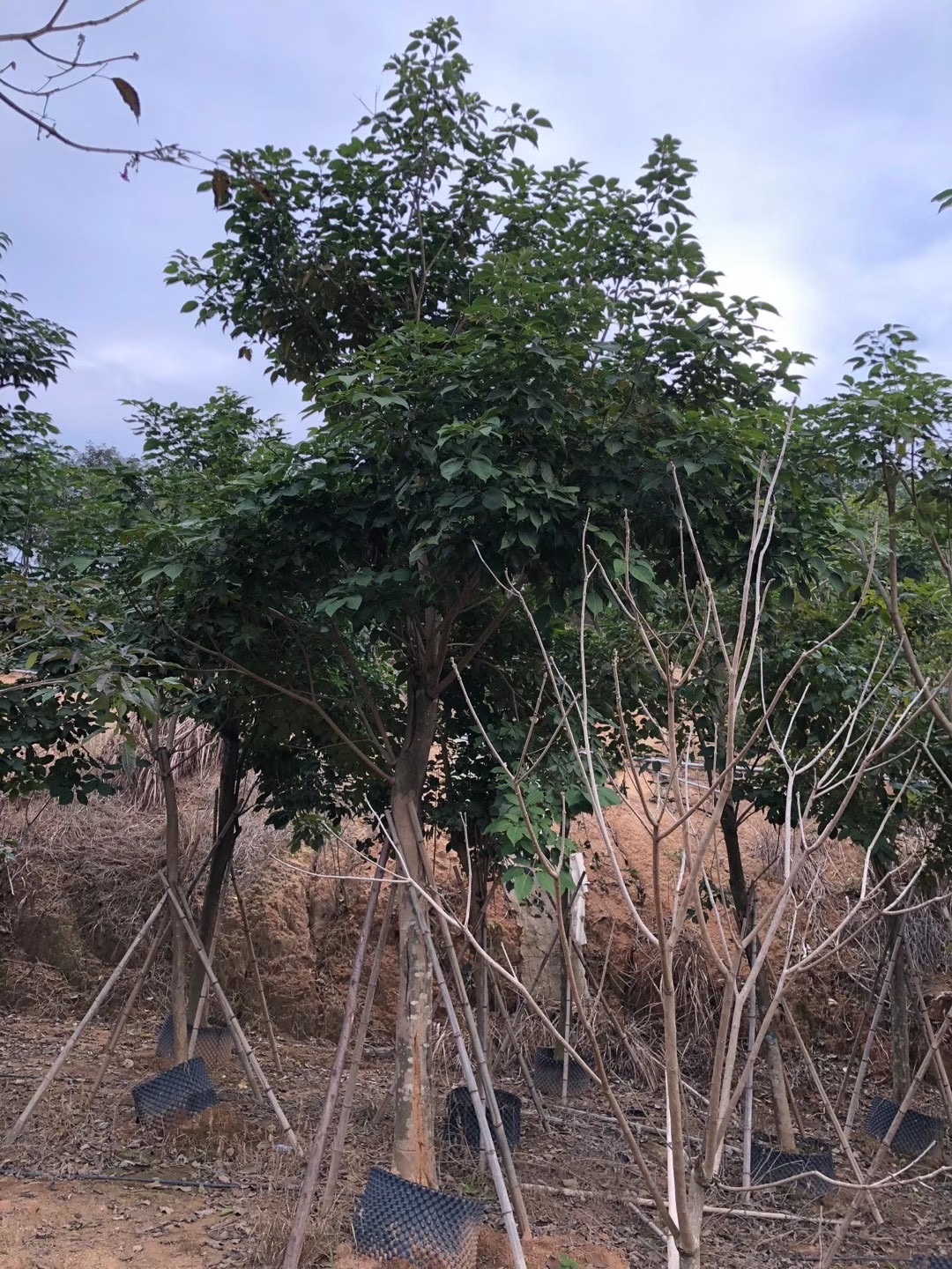 黃花風鈴木是紫葳科,風鈴木屬落葉喬木,高可達5米,樹皮有深刻裂紋,小