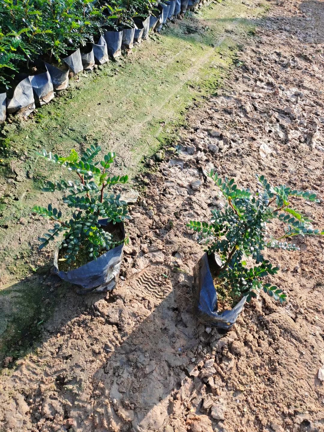 濟寧胡椒木批發山東胡椒木價格清香木胡椒木種植基地