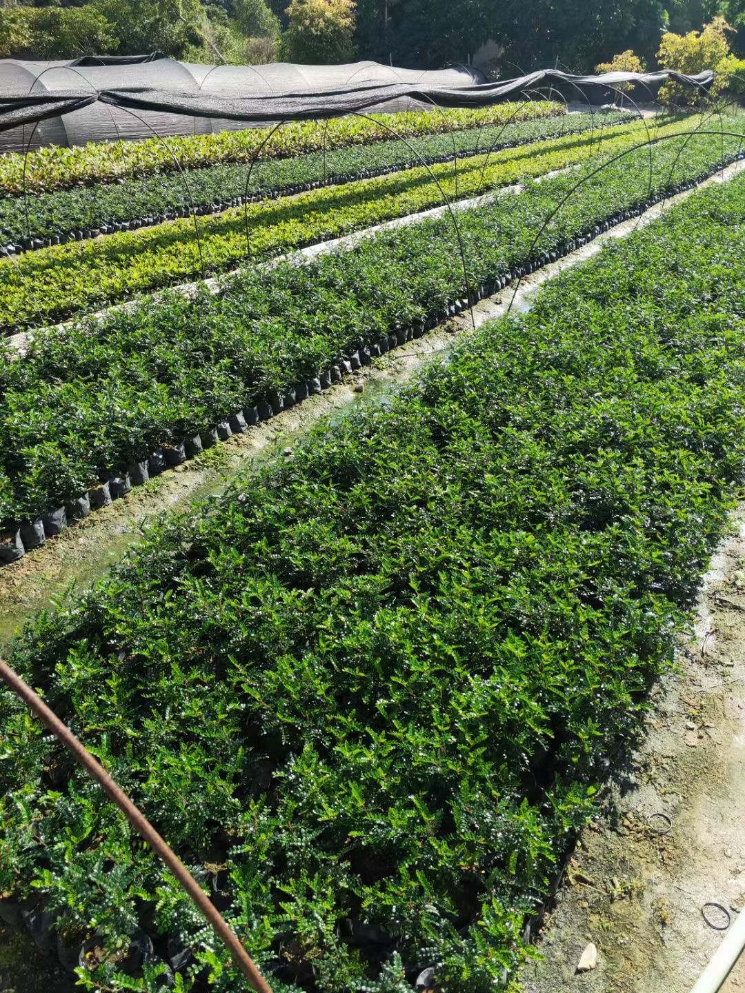 济宁胡椒木批发 山东胡椒木价格 清香木胡椒木种植基地