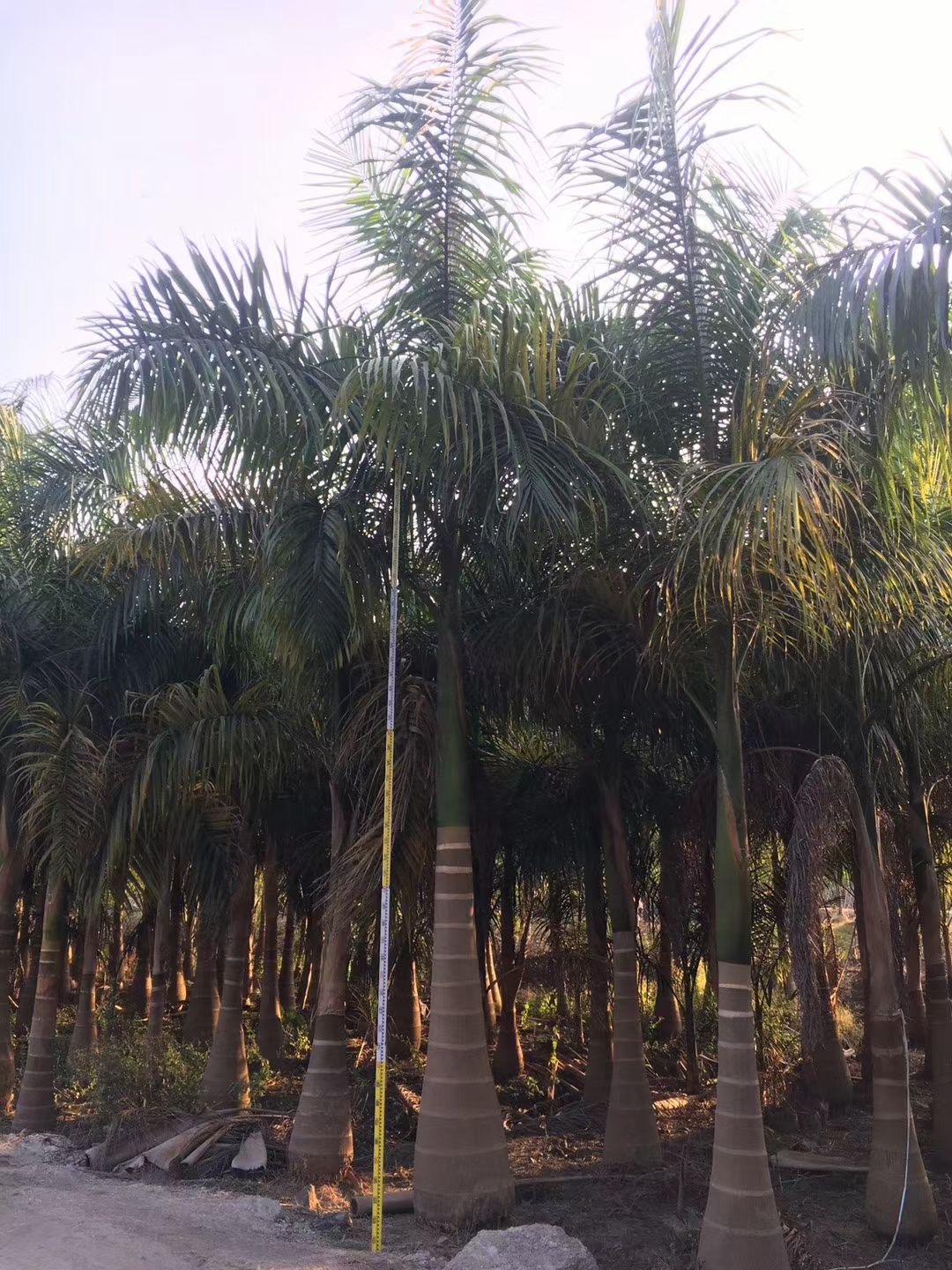 萧山批发大王椰子浙江大王椰子容器苗大王椰子树耐寒耐冻