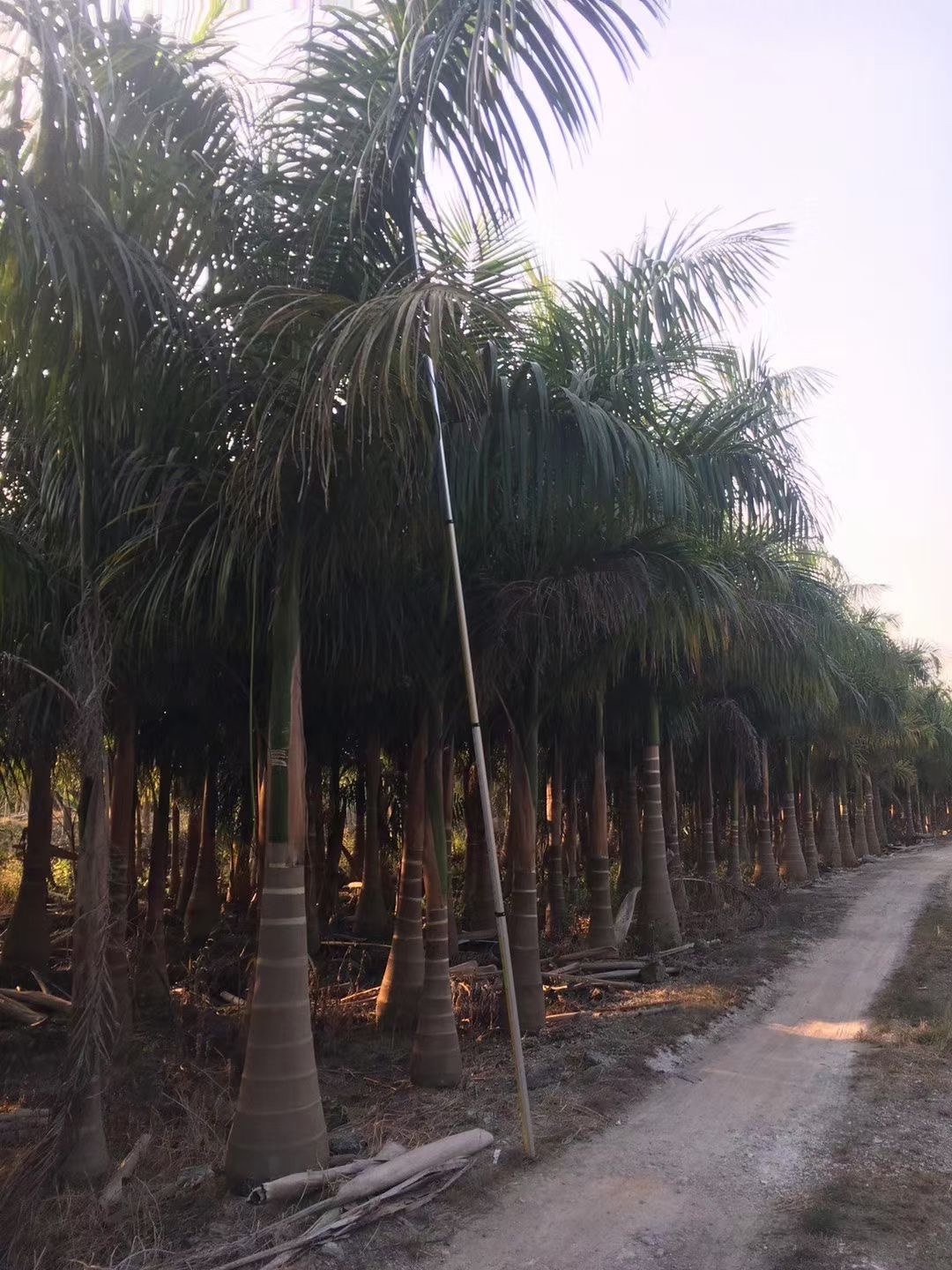 萧山批发大王椰子 浙江大王椰子容器苗 大王椰子树 耐寒耐冻