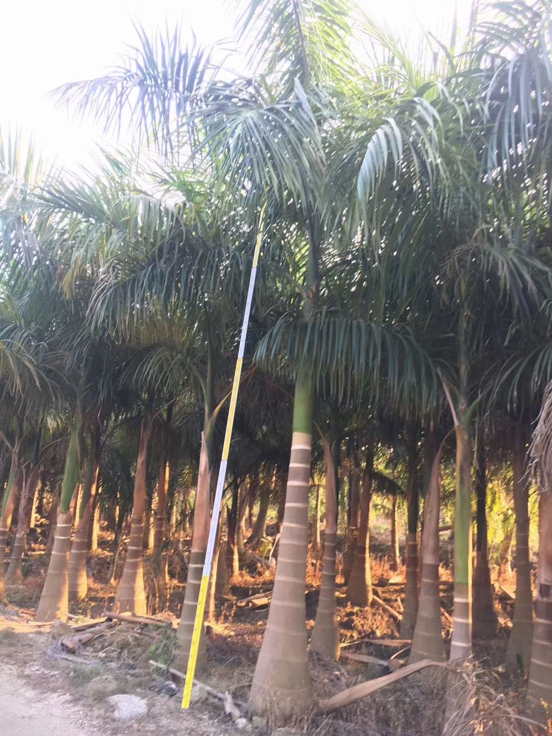 萧山批发大王椰子 浙江大王椰子容器苗 大王椰子树 耐寒耐冻