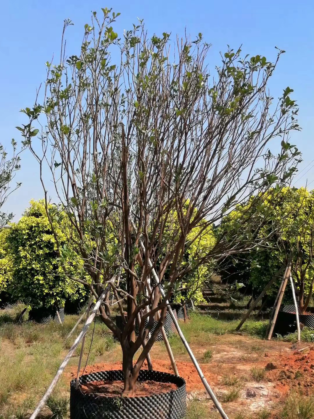 香泡 产品描述香橼报价 香泡基地 移植香泡树价格 柚子树由于市场价格
