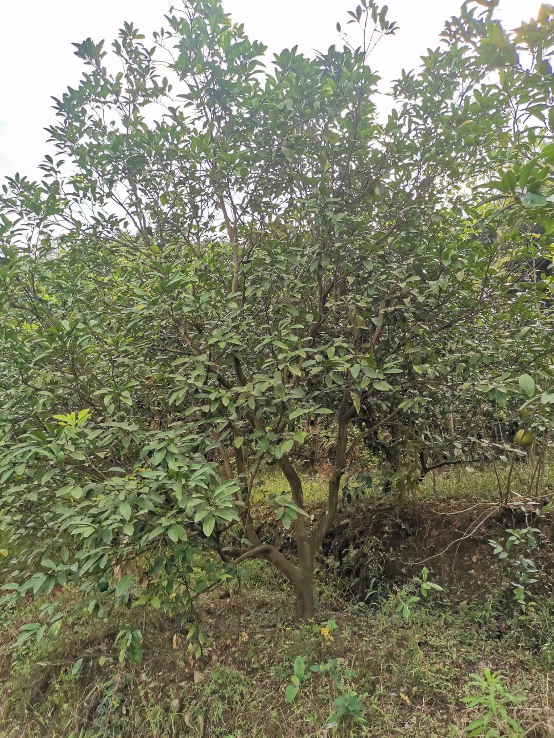香泡树 柚子树 邳州香泡 南京香泡 各种水果树供应
