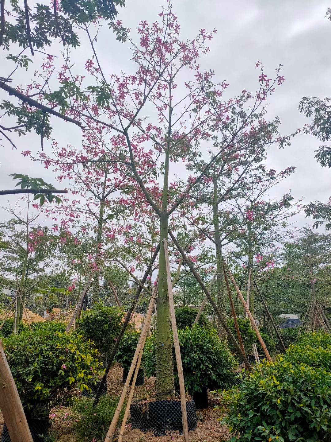 美丽异木棉 美丽异木棉报价 双景优惠批发行道树木