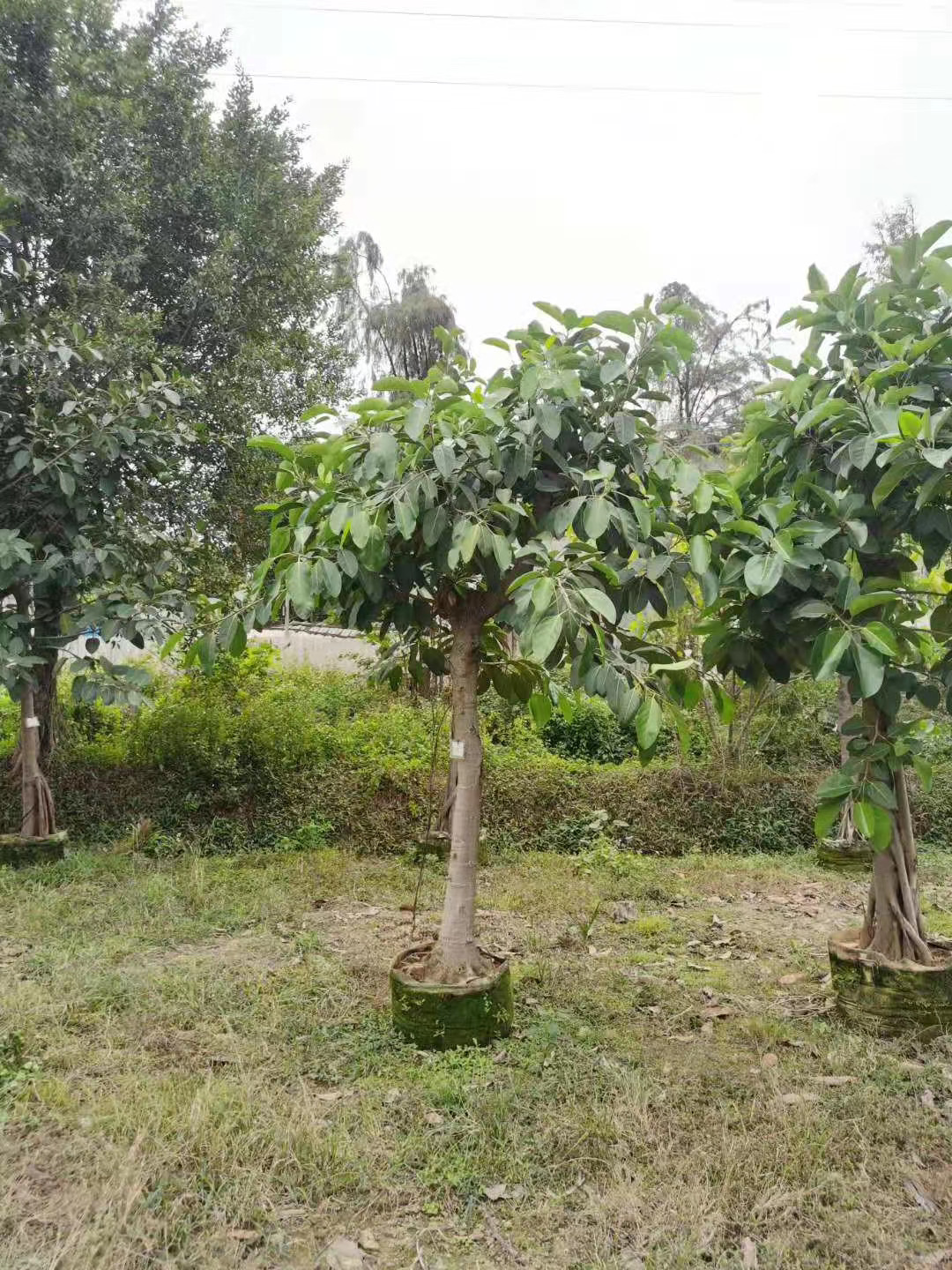 邳州高山榕价格 南京高山榕报价