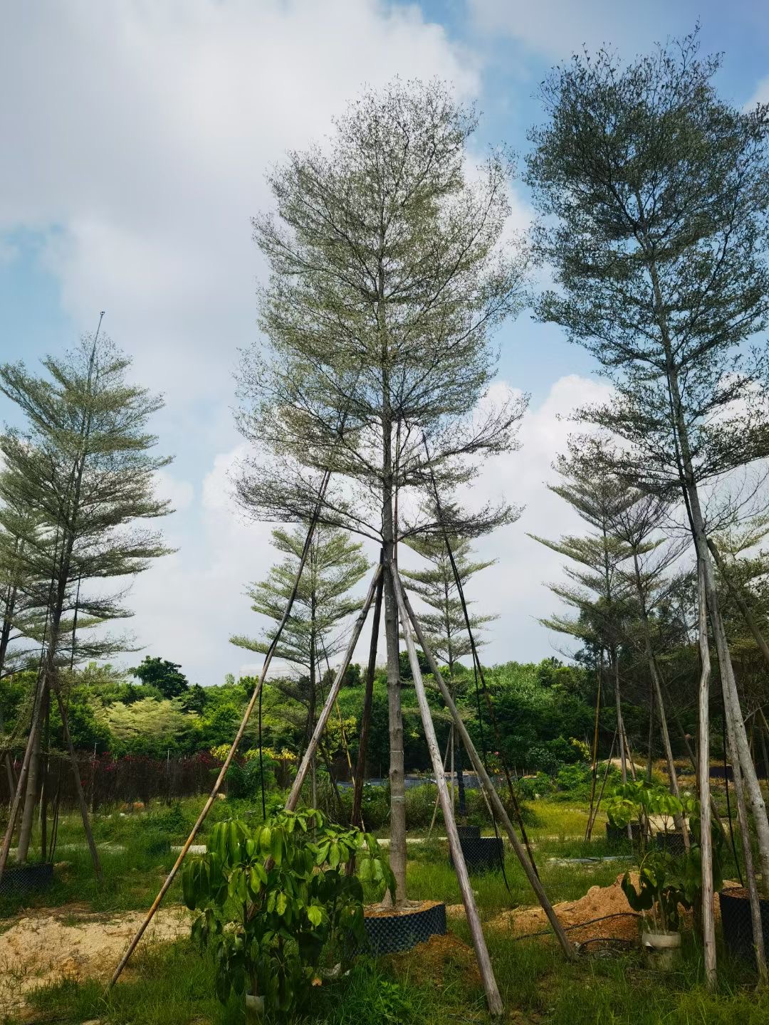 小叶榄仁报价莆田小叶榄仁袋苗道路绿化苗细叶榄仁