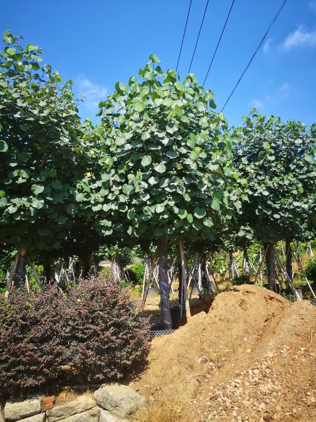 绿化树黄槿袋苗庭院观赏树行道树黄槿树批发报价