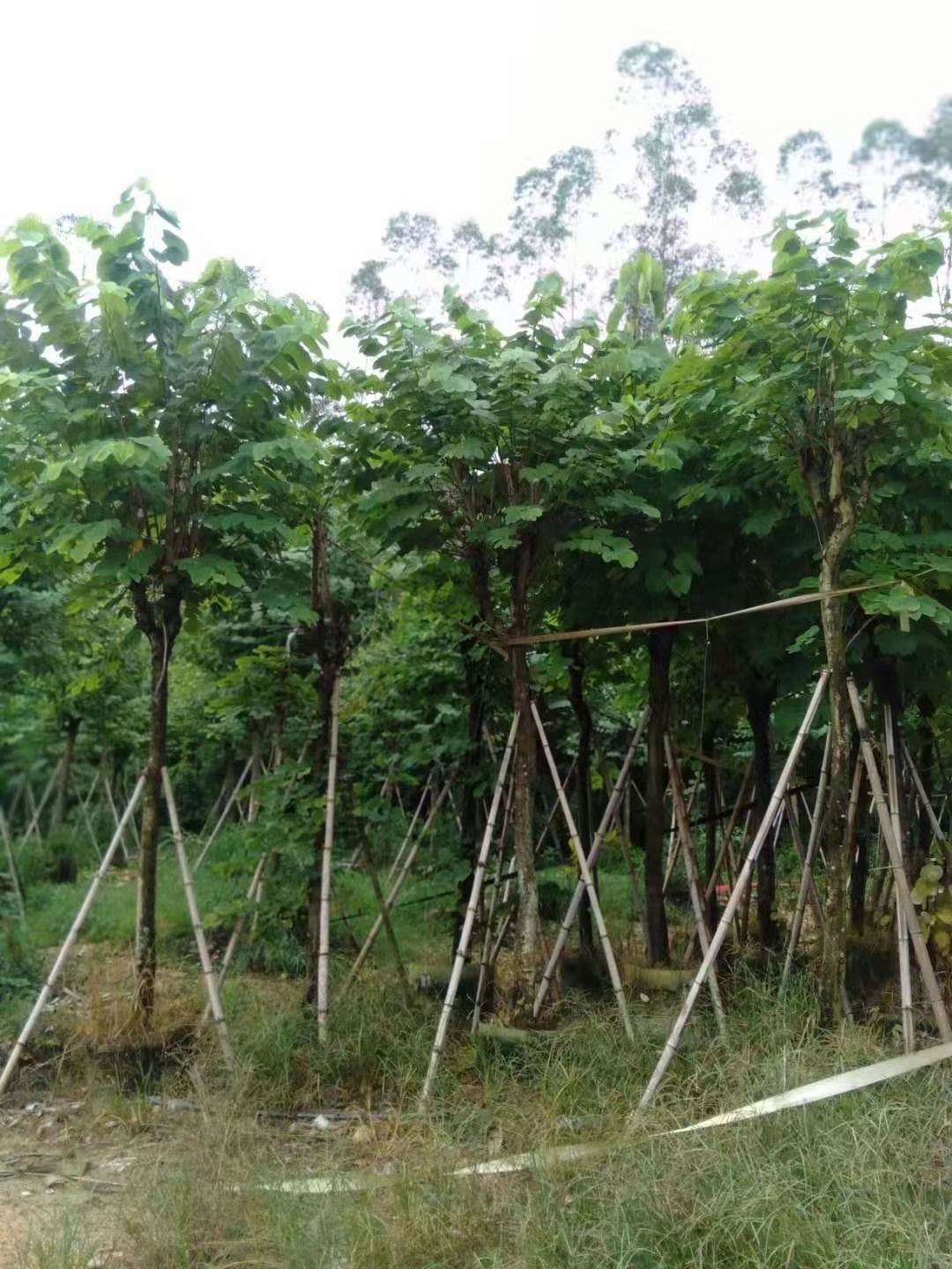 羊蹄甲袋苗 羊蹄甲报价 山东济宁景区绿化行道树苗圃现场看苗起货,并