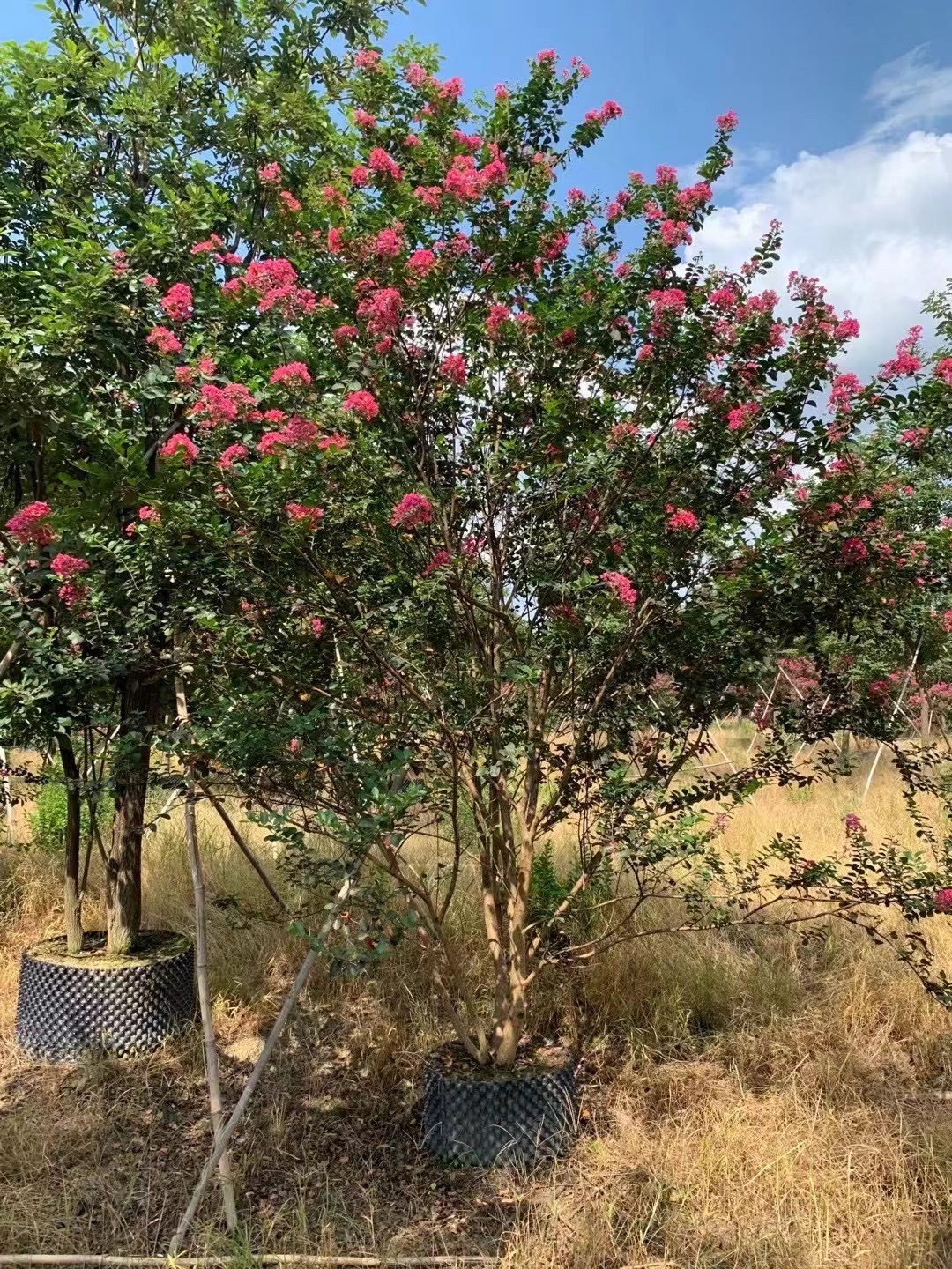 丛生小叶紫薇报价 丛生紫薇 江苏常州紫薇价格