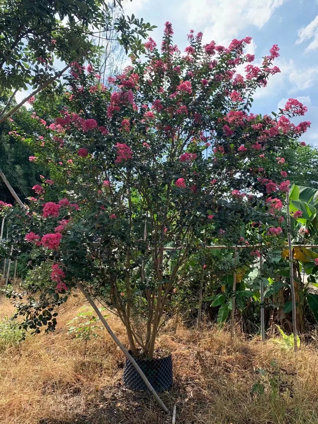 丛生小叶紫薇报价 丛生紫薇 江苏常州紫薇价格