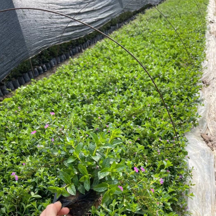 滿天星 菏澤臨沂 紫花滿天星苗批發 各種地被供應