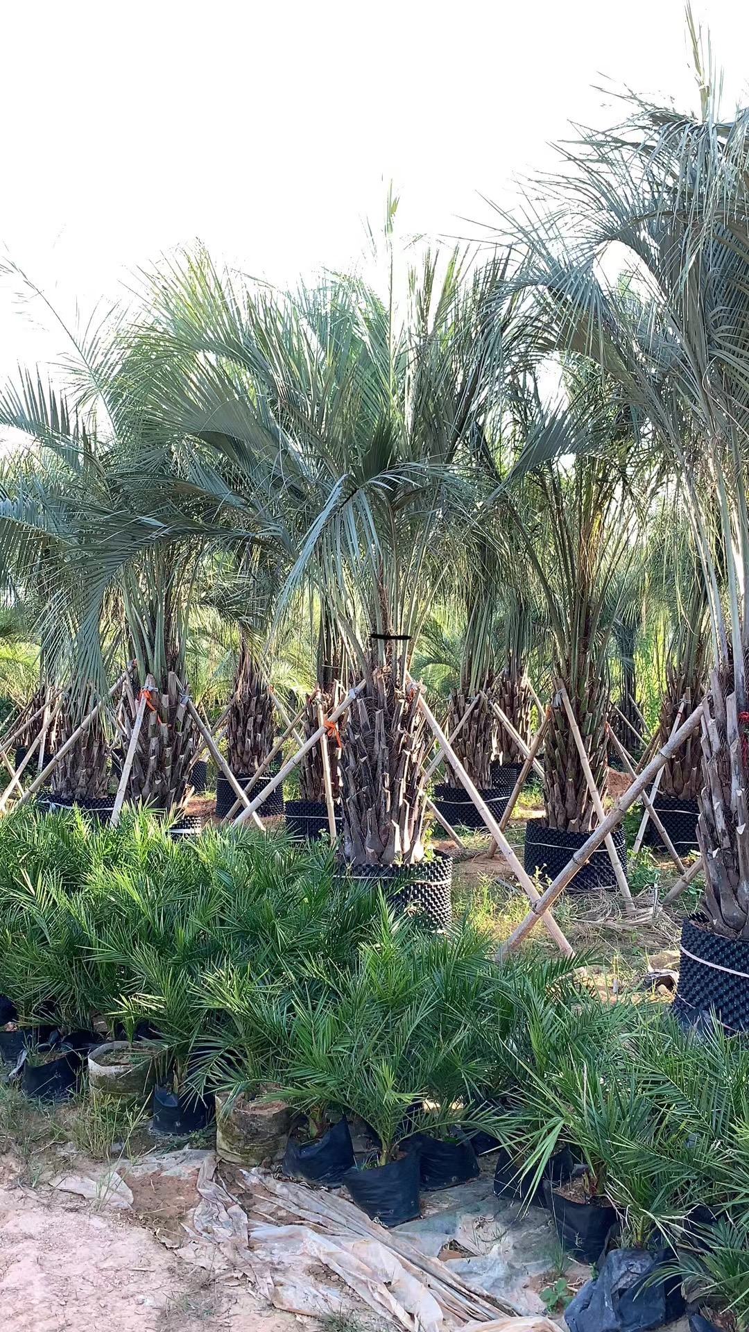 常绿乔木 常州布迪椰子价格 江苏布迪椰子树