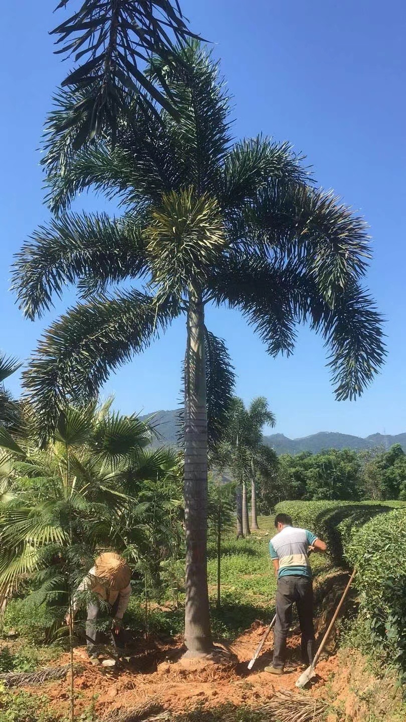 狐尾椰子报价常州绿化狐尾椰子江苏狐尾椰子价格