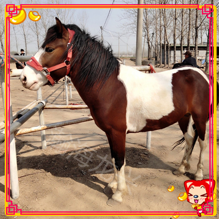 pony矮马出售价格 4岁肩高120cm 老实稳定骑乘马