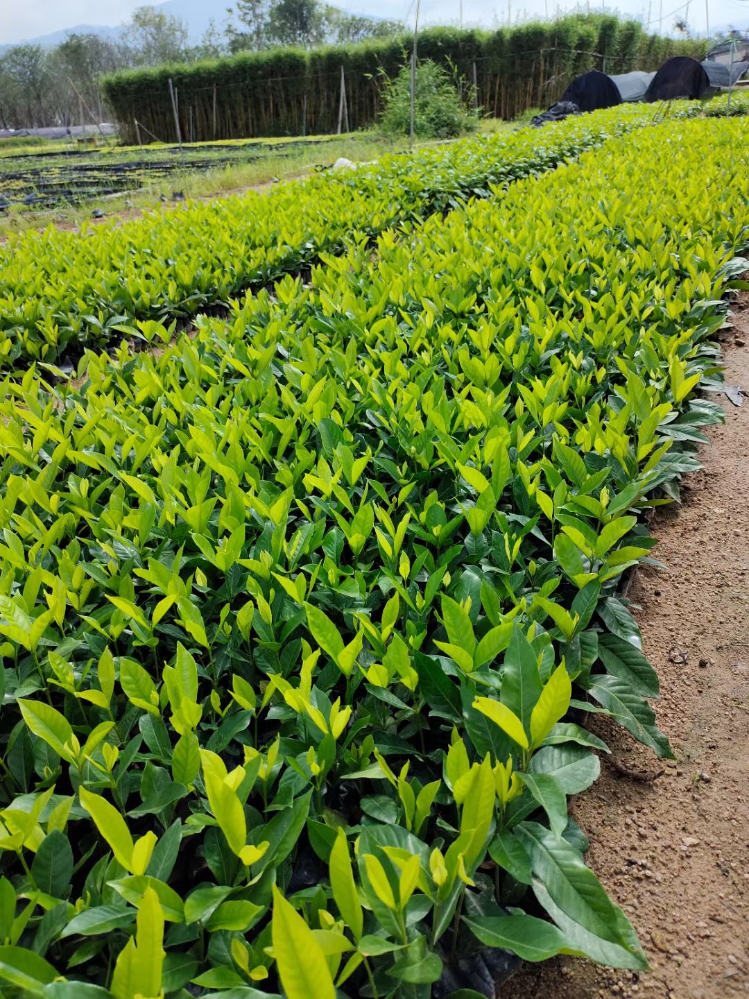 临沂栀子花基地图片