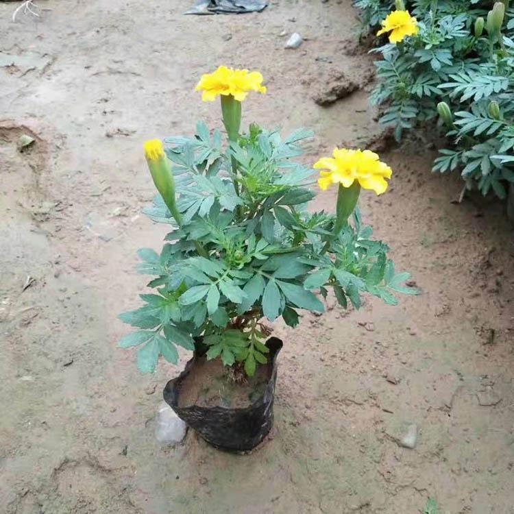 潍高孔雀草基地售卖孔雀草小苗孔雀草行情