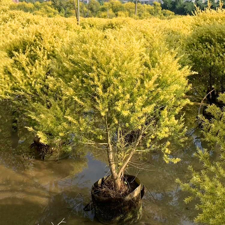 观叶植物批发 四川黄金香柳袋苗 道路隔离带绿化