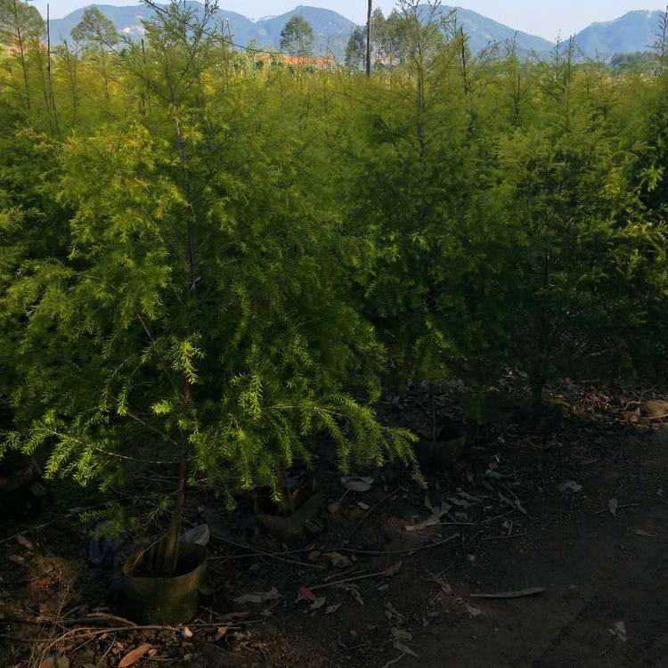 双艺苗圃自产自销 湖南黄金香柳移植苗
