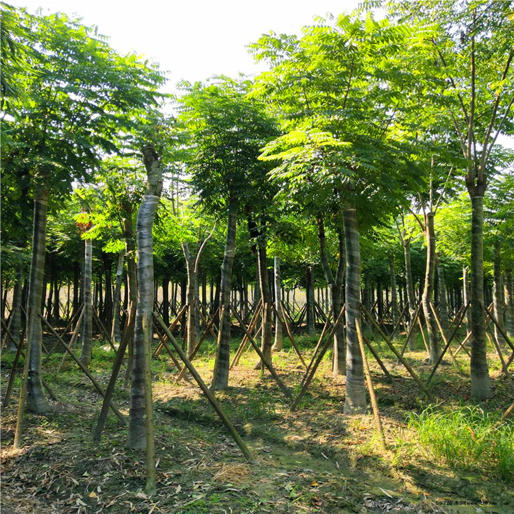 廣東欒樹種植基地叢生欒樹多杆苗承接綠化工程成活率高