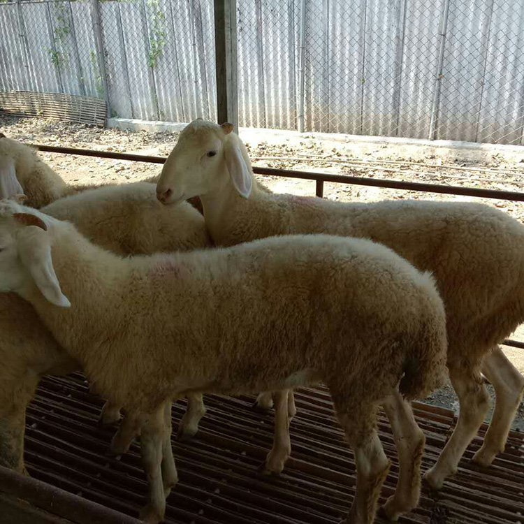 小尾寒羊新品种 小尾寒羊市场报价 育肥肉羊种羊30斤左右价