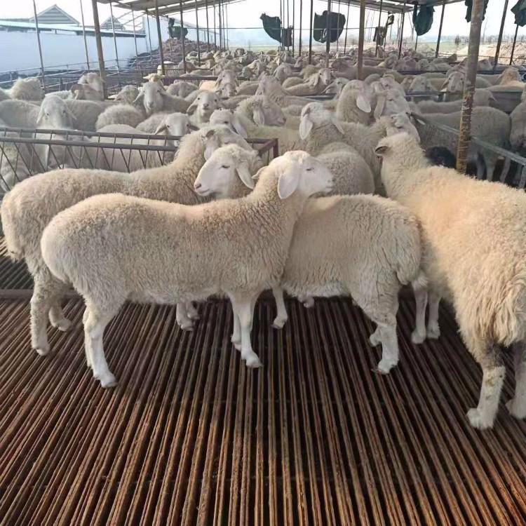 小尾寒羊新品种 小尾寒羊市场报价 育肥肉羊种羊30斤左右价