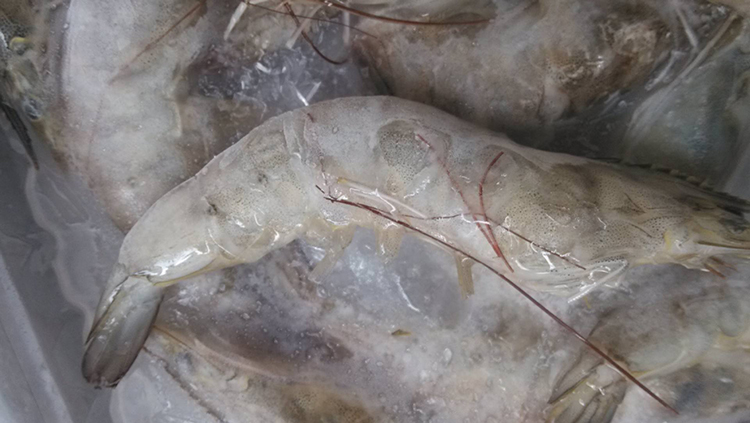 螺旋速冻机批发零售-济南螺旋单冻机成都华能