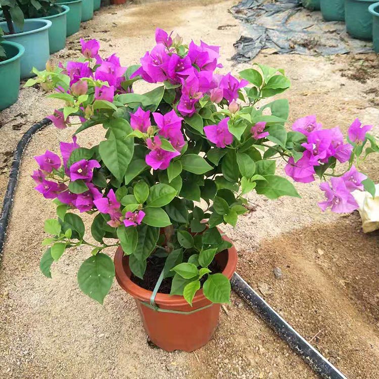 四季红花三角梅花卉盆栽 安格斯紫花三角梅小红盆 量大从优