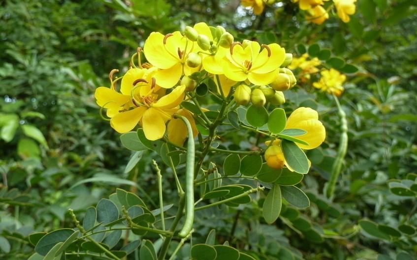 广西伟景边坡绿化公园绿化灌木猪屎豆