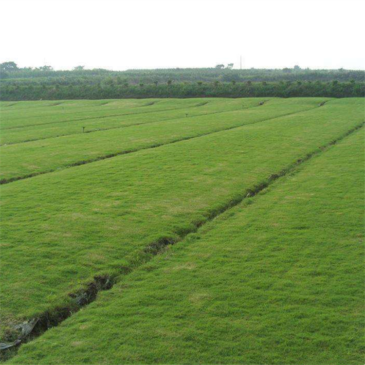 狗牙根百慕大草坪草皮楼顶阳台市政绿化护坡美化